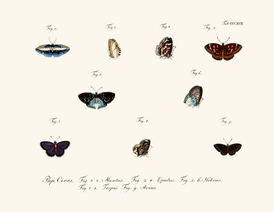 Butterflies by German School