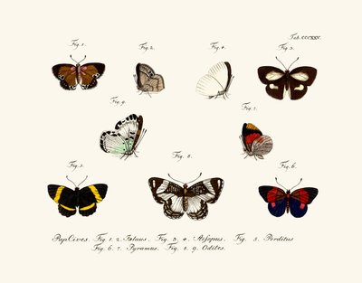 Butterflies by German School