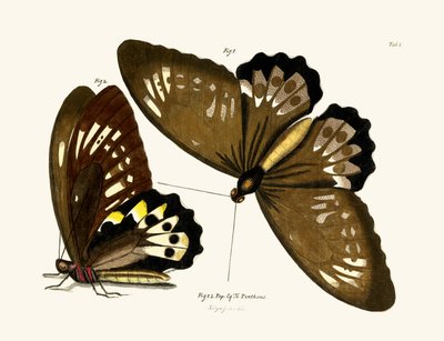 Butterflies by German School