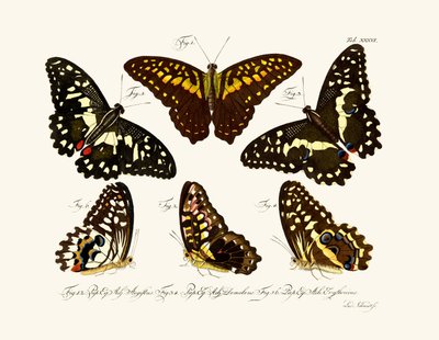 Butterflies by German School