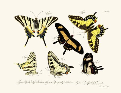 Butterflies by German School