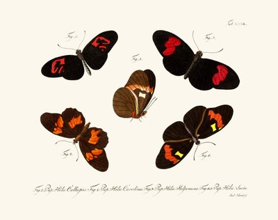 Butterflies by German School