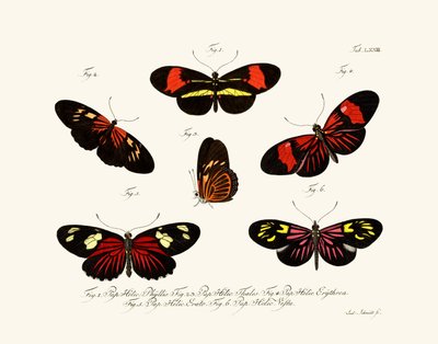 Butterflies by German School