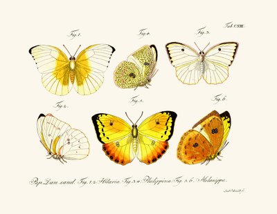 Butterflies by German School