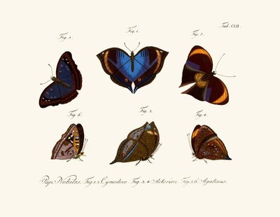 Butterflies by German School