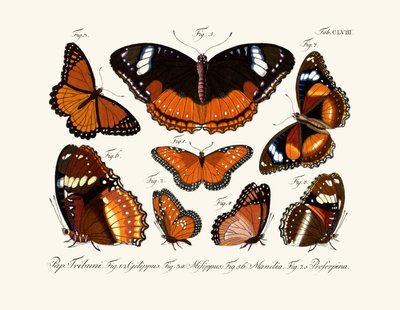 Butterflies by German School