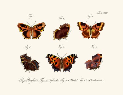 Butterflies by German School