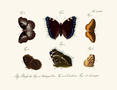 Butterflies by German School