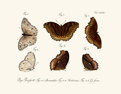 Butterflies by German School