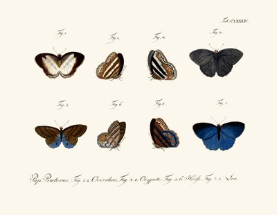 Butterflies by German School