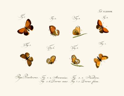 Butterflies by German School
