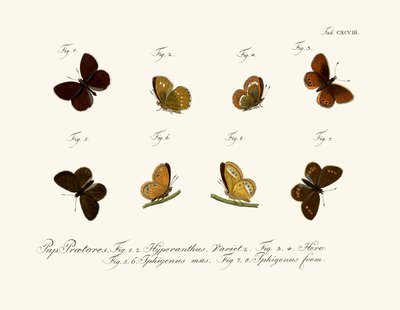 Butterflies by German School