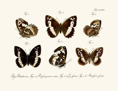 Butterflies by German School