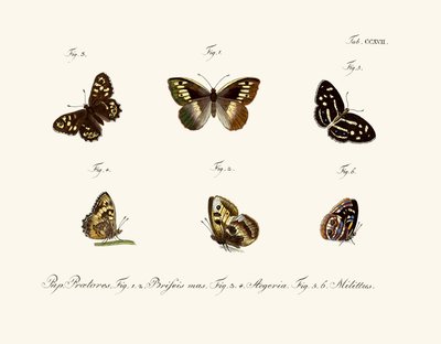 Butterflies by German School