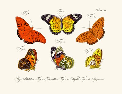 Butterflies by German School