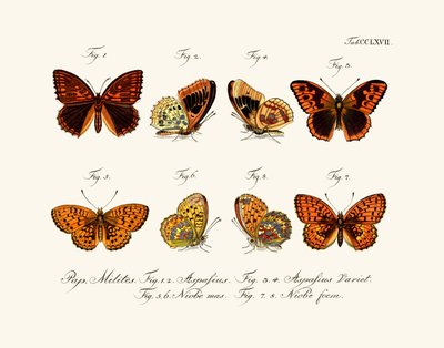 Butterflies by German School