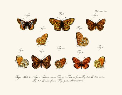Butterflies by German School