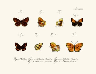 Butterflies by German School
