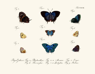 Butterflies by German School