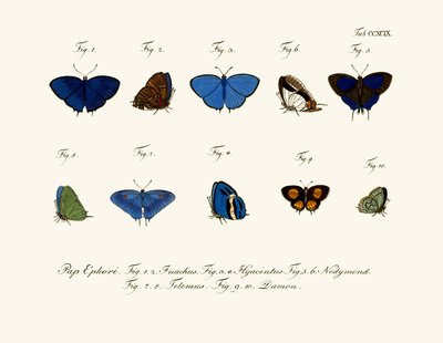Butterflies by German School