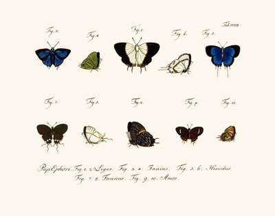 Butterflies by German School