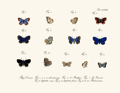 Butterflies by German School