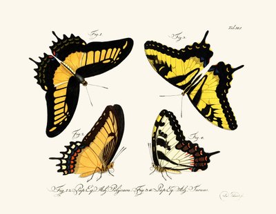 Butterflies by German School