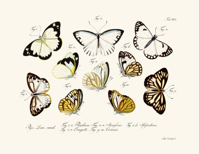 Butterflies by German School