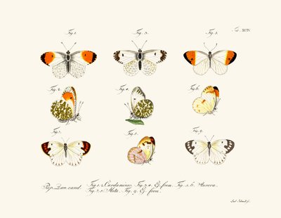 Butterflies by German School