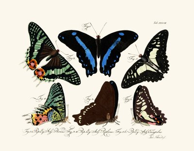 Butterflies by German School