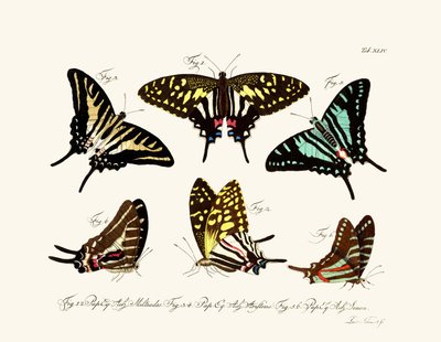 Butterflies by German School