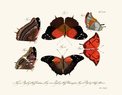 Butterflies by German School