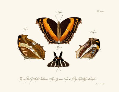 Butterflies by German School