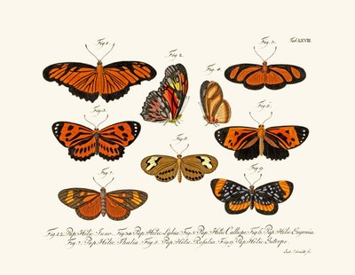 Butterflies by German School