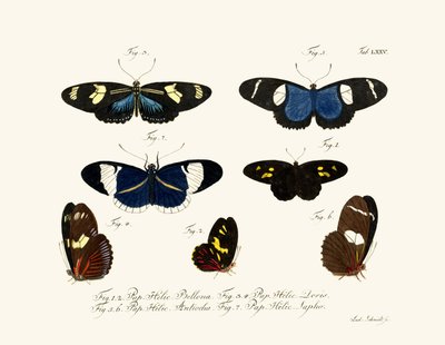 Butterflies by German School