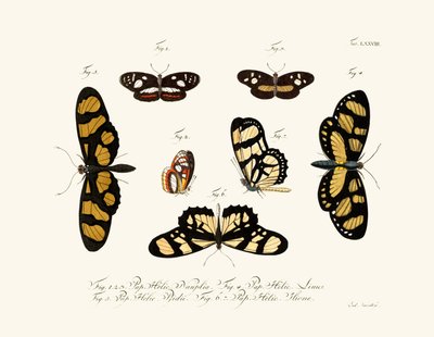 Butterflies by German School