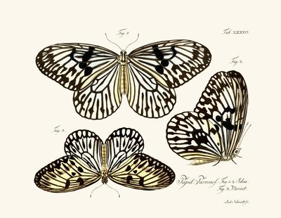 Butterflies by German School