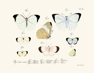 Butterflies by German School