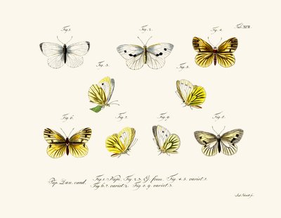 Butterflies by German School