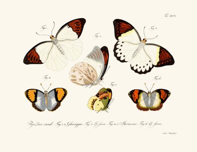 Butterflies by German School