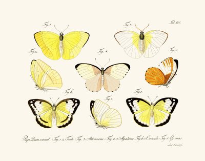 Butterflies by German School