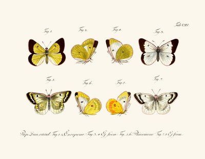 Butterflies by German School