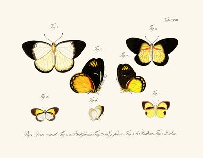 Butterflies by German School
