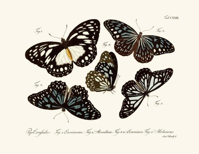 Butterflies by German School
