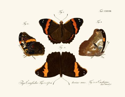 Butterflies by German School