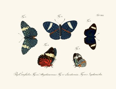 Butterflies by German School