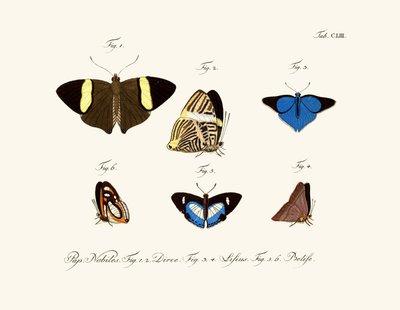 Butterflies by German School