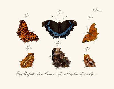 Butterflies by German School