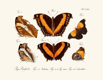 Butterflies by German School