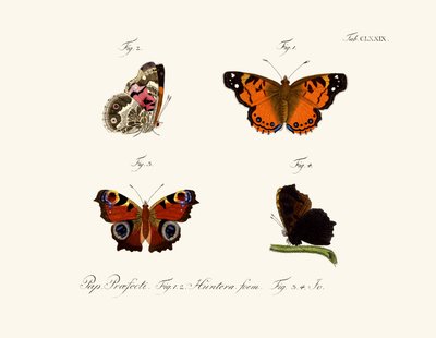 Butterflies by German School